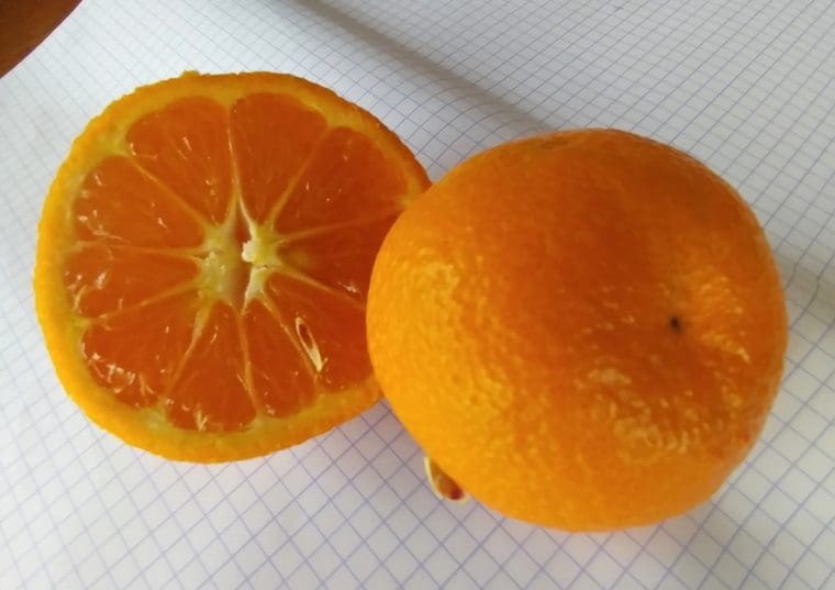 Vente d agrumes très résistantes au froid Most cold hardy Citrus