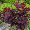 cotinus pourpre