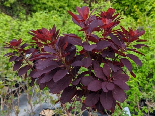 cotinus pourpre