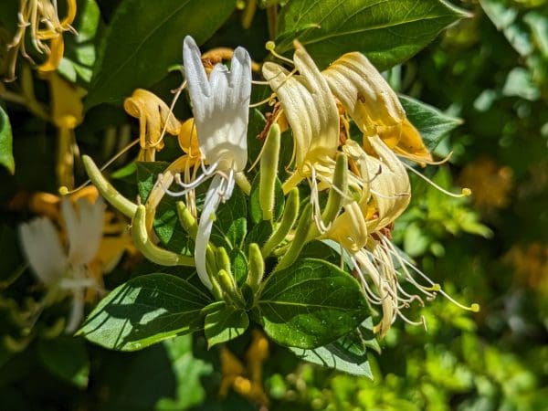 lonicera halls prolific