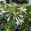 TULBAGHIA ALBA