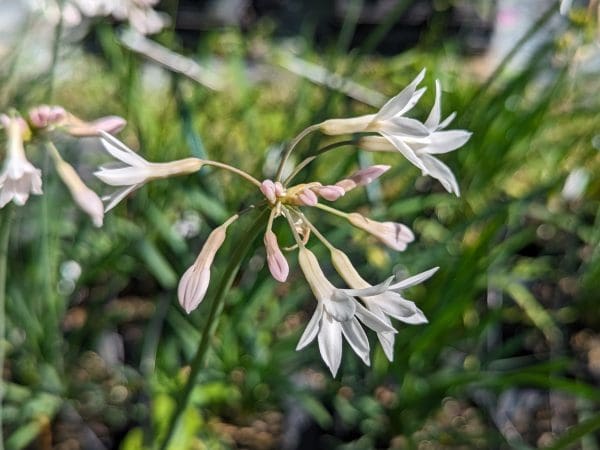 TULBAGHIA ALBA