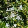 TULBAGHIA ALBA