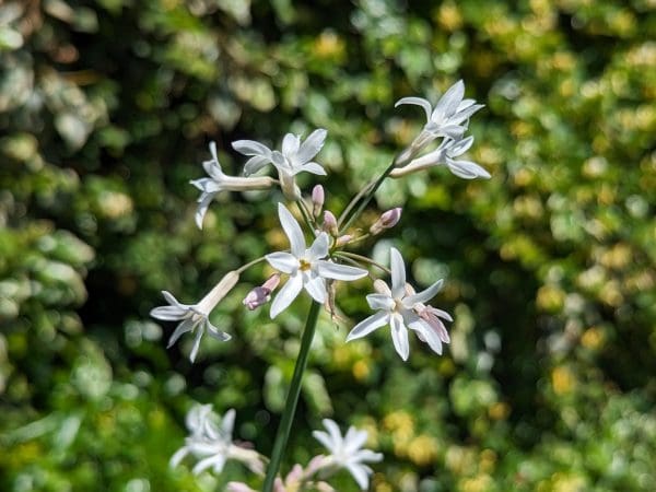 TULBAGHIA ALBA