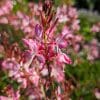 Gaura bicolor