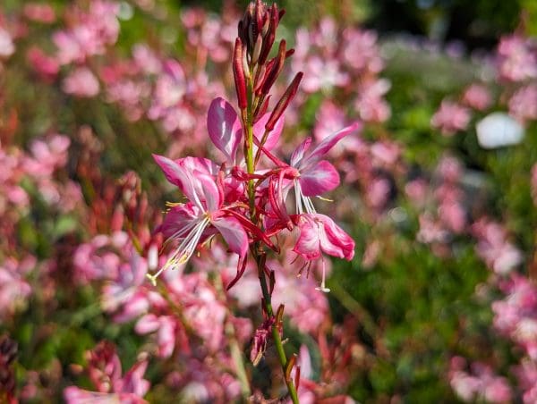 Gaura bicolor