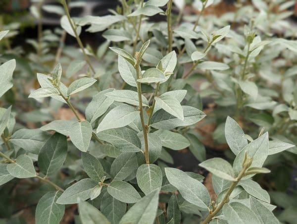 Eleagnus Quicksilver