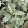 Eleagnus Quicksilver