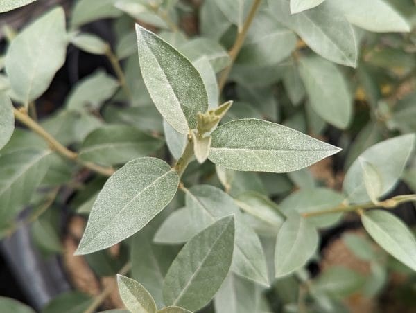 Eleagnus Quicksilver