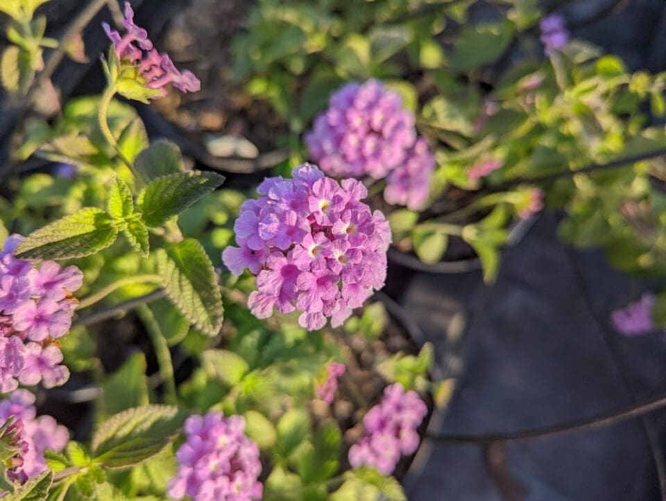 Lantana sellowiana, lantana violet - Pépinières Quissac