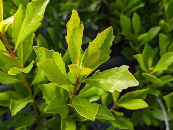 arbutus unedo quercifolia