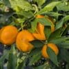 orangequat