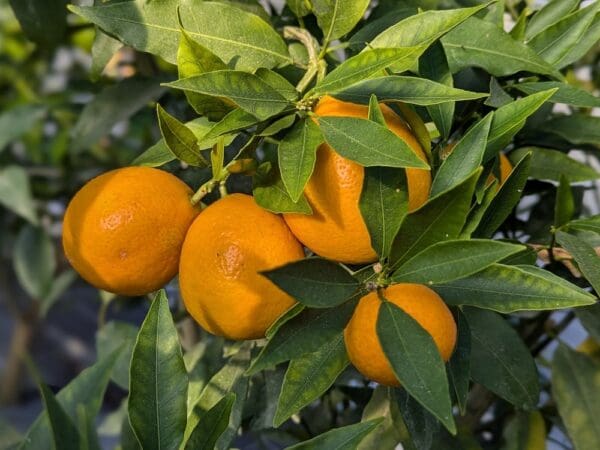 orangequat