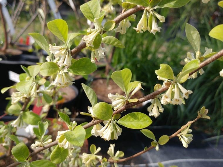 Eleagnus Umbellata Amoroso Plante De Goumi Rouge Pépinières Quissac 