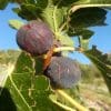 figues bleues