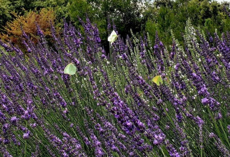 Lavande 'Essence Purple' - Roué Pépinières