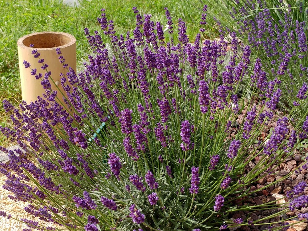 Lavande Angustifolia Munstead à fleurs violettes. Le pot de 3 litres :  Lavandes BOTANIC jardin - botanic®