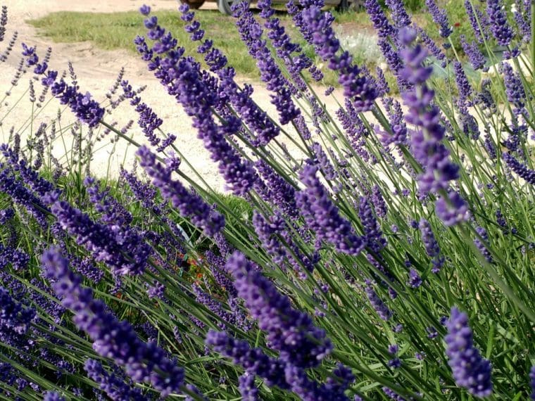 Lavande 'Essence Purple' - Roué Pépinières