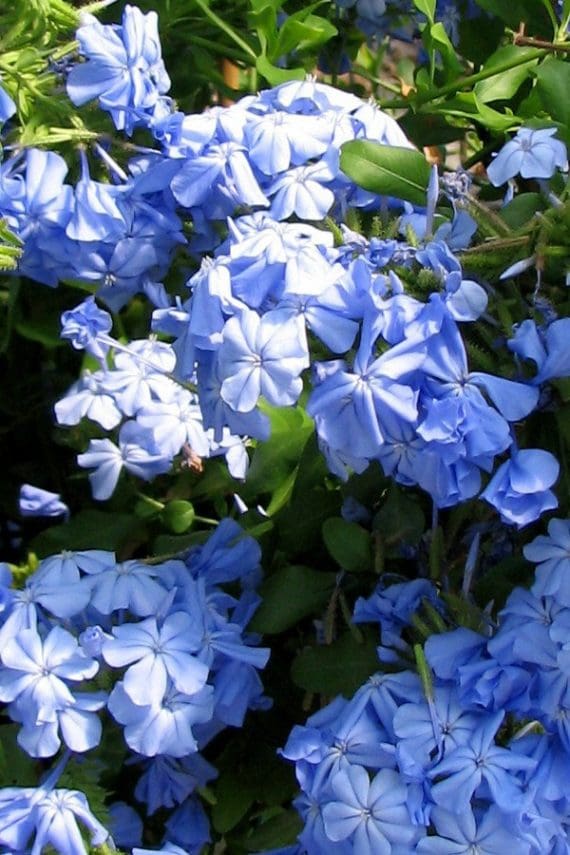 Plumbago Du Cap Bleu Foncé - Pépinières Quissac