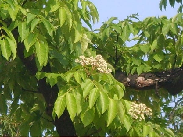 arbre à miel tetradium danielii