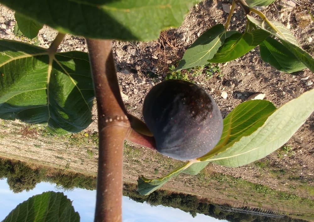 Ficus palmata Fayoumi, Figuier d'Iran- Pépinières Quissac