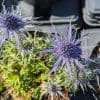 eryngium planum à fleurs bleues
