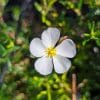 cistus clusii ciste couvre sol