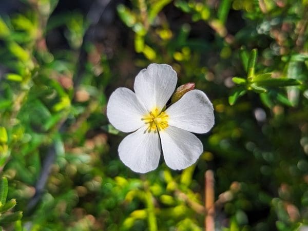 cistus clusii ciste couvre sol