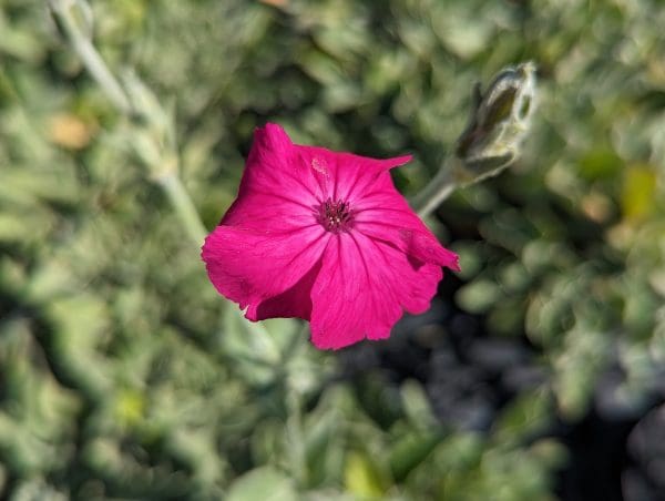 LYCHNIS CORONARIA COQUELOURDE DES JARDINS