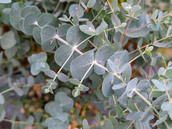 Eucalyptus nain