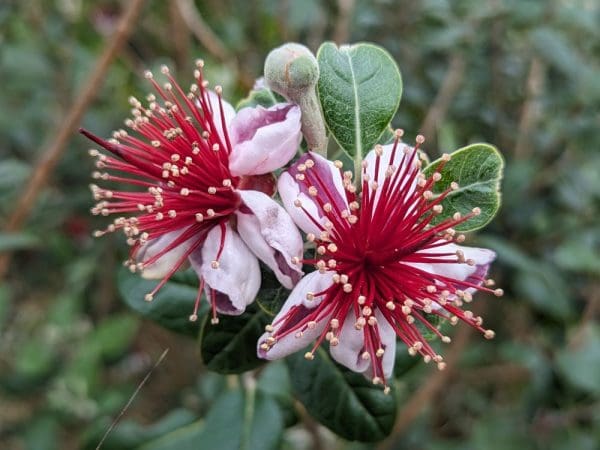 Feijoa Coolidge