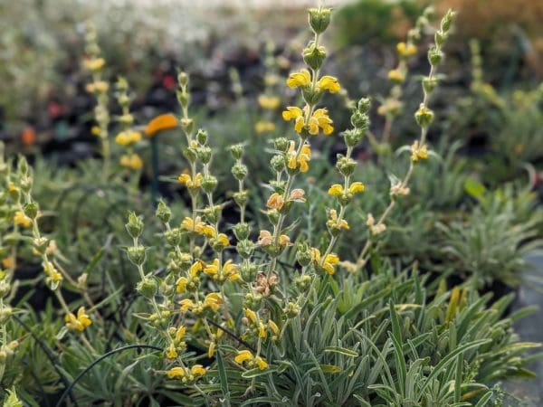 phlomis nain