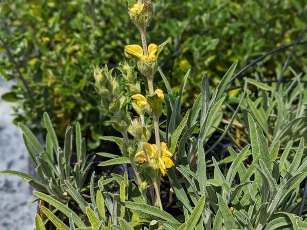 phlomis nain