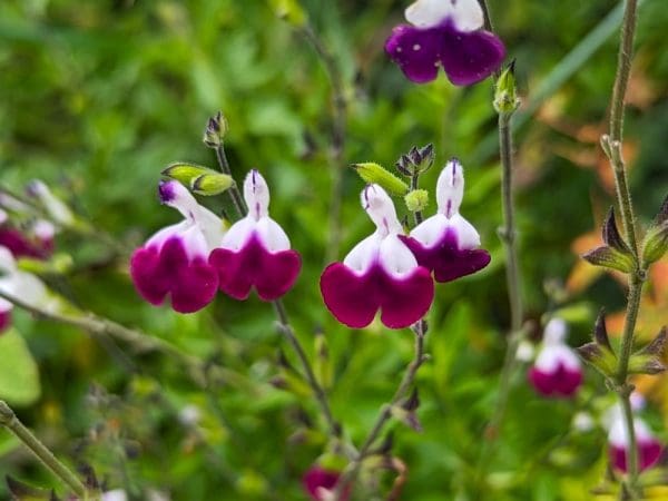 sauge bicolor violette