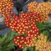 achillea millefolium rouge