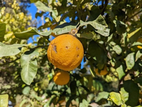 bigarade pour confiture