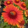 gaillarde rouge