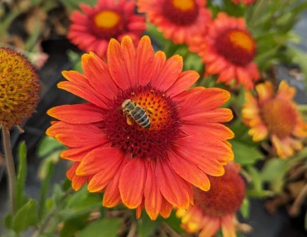 gaillarde rouge