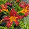 hemerocallis rouge