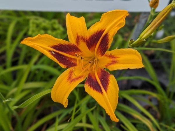 Hemerocallis bonanza