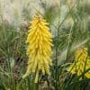 kniphofia jaune