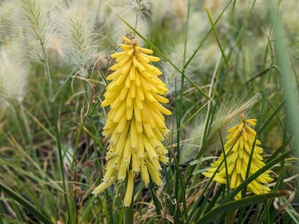 kniphofia jaune