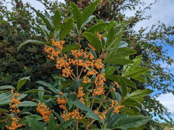 osmanthus fragrans aurantiacus à fleurs orange