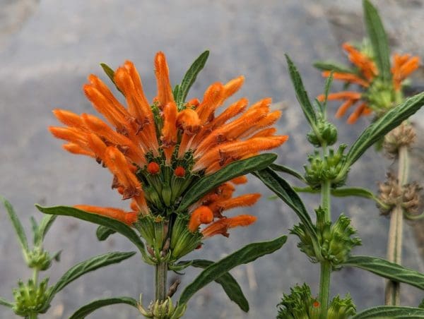 leonotis-leonorus-queue-de-lion