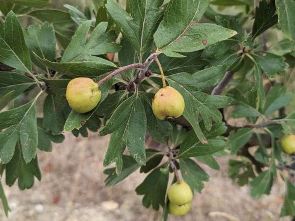 crataegus azerolus blanc