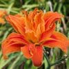 hemerocallis orange