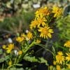 inula viscosa