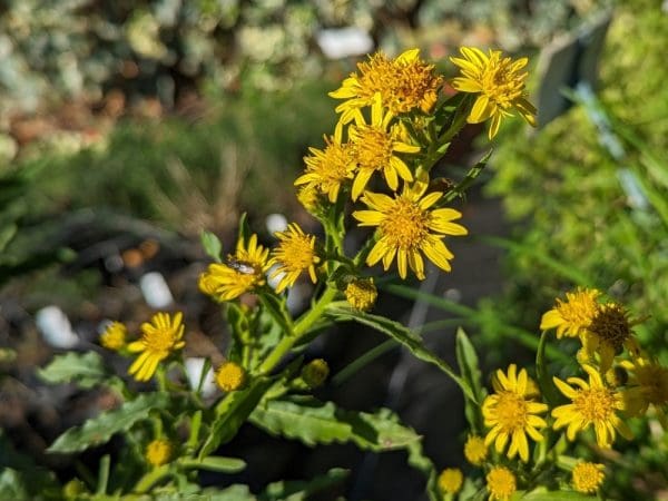 inula viscosa