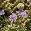 scabiosa cretica