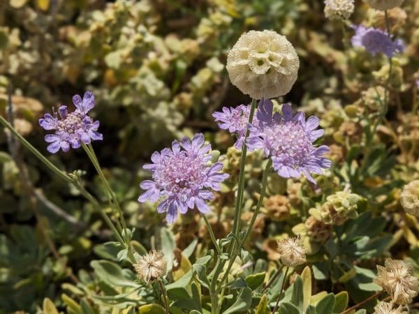 scabiosa cretica